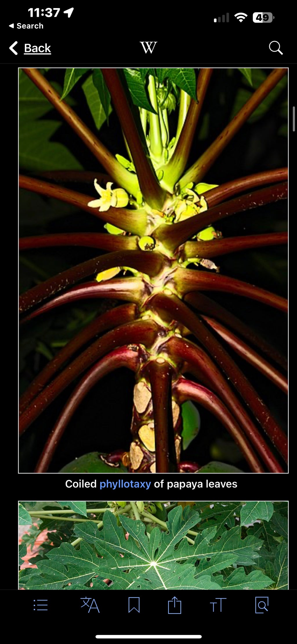 Papaya seeds qty 5