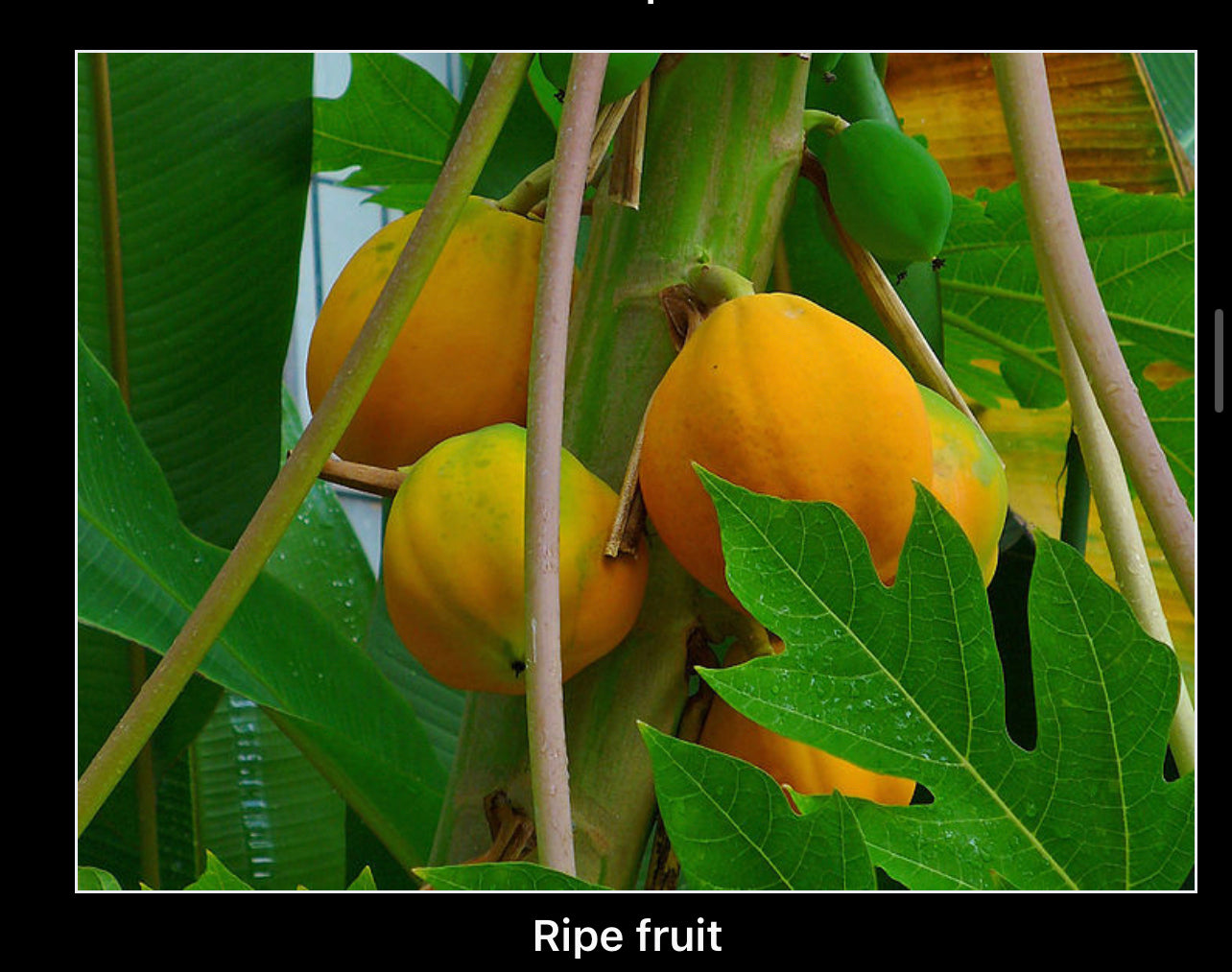 Papaya seeds qty 5