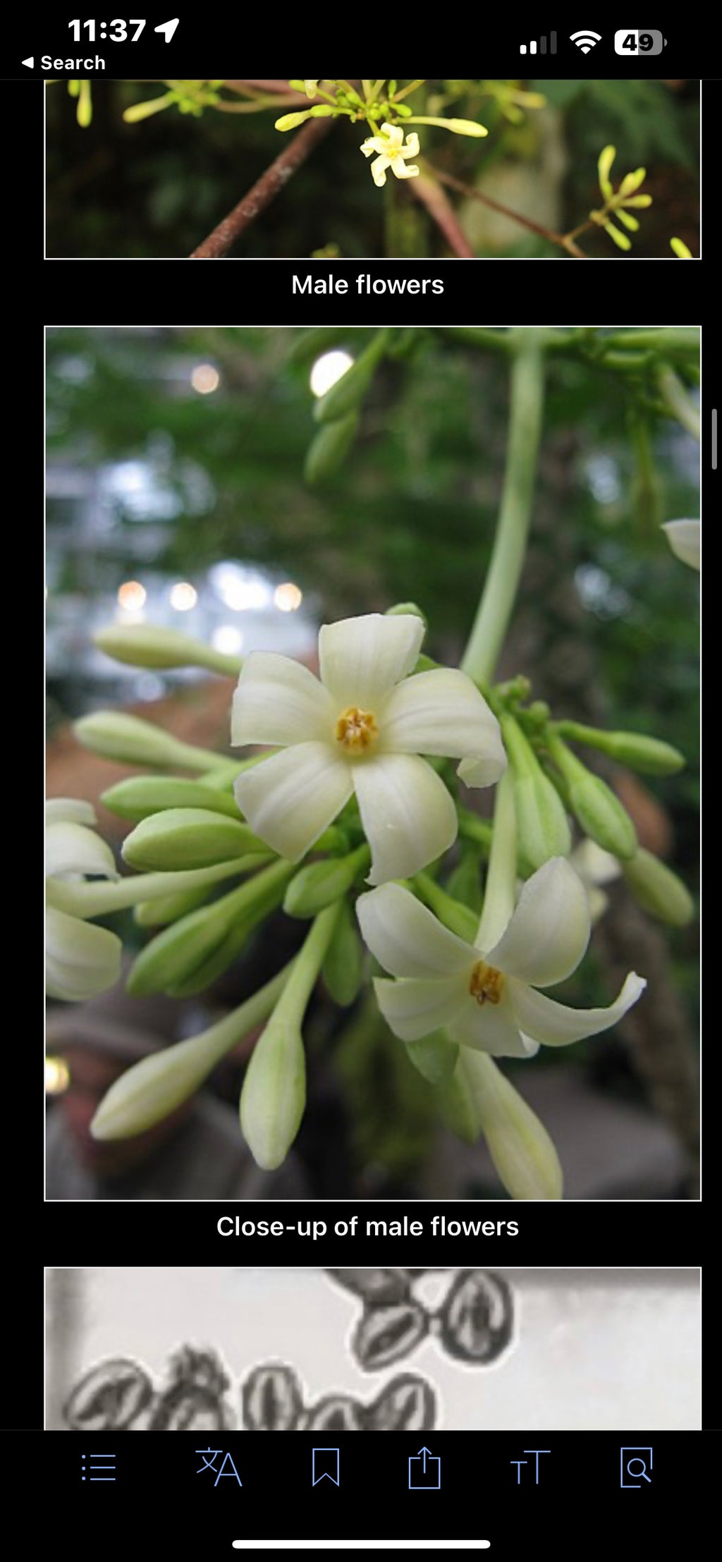 Papaya seeds qty 5