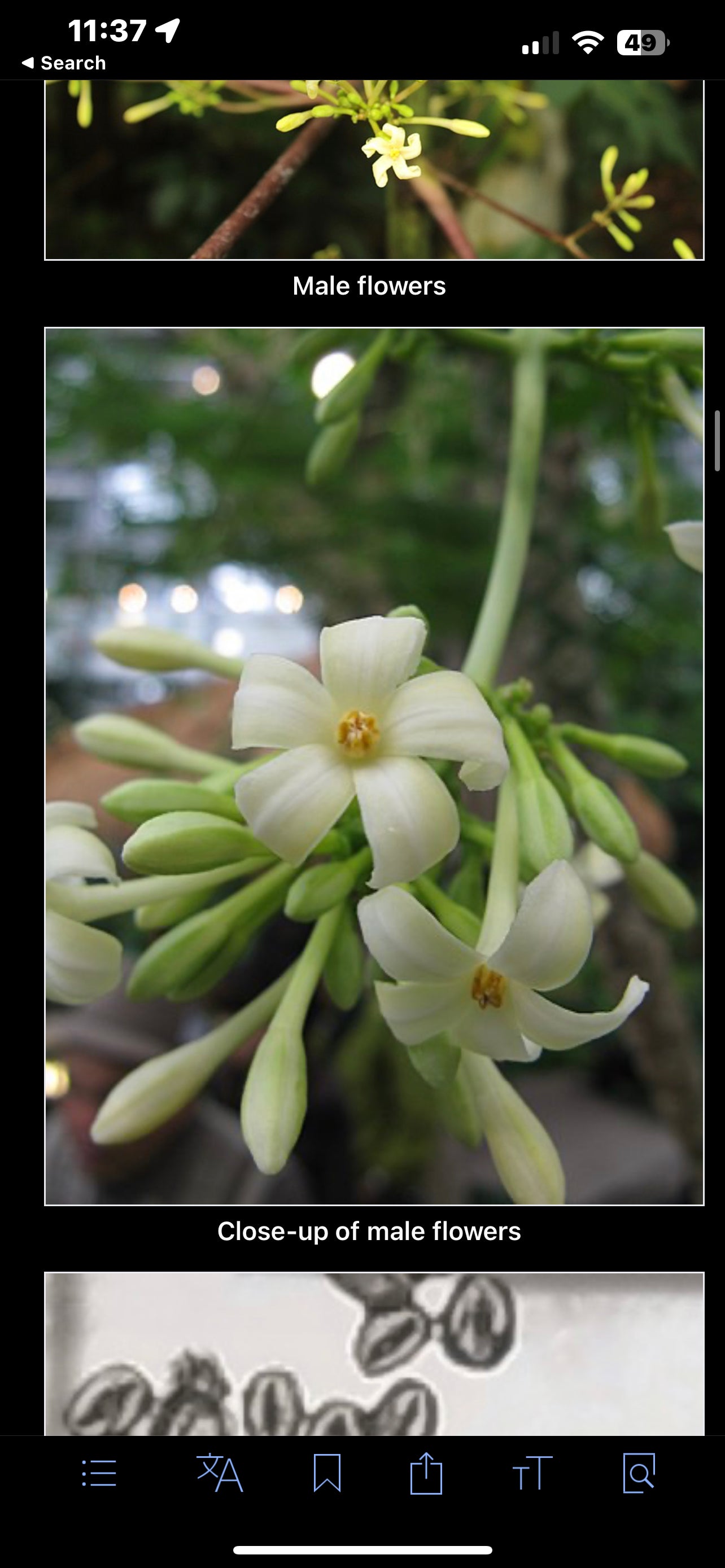 Papaya seeds qty 5