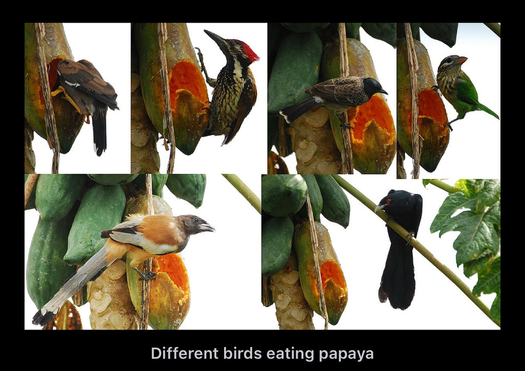 Papaya seeds qty 5