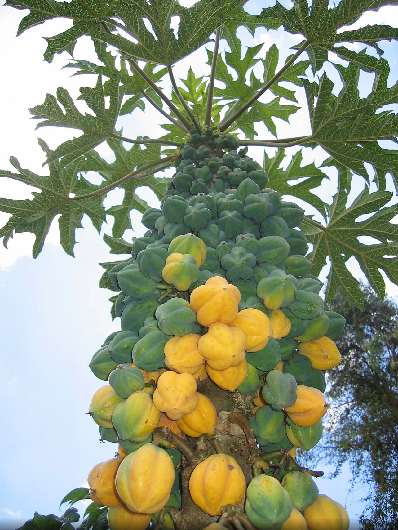 Papaya seeds qty 5