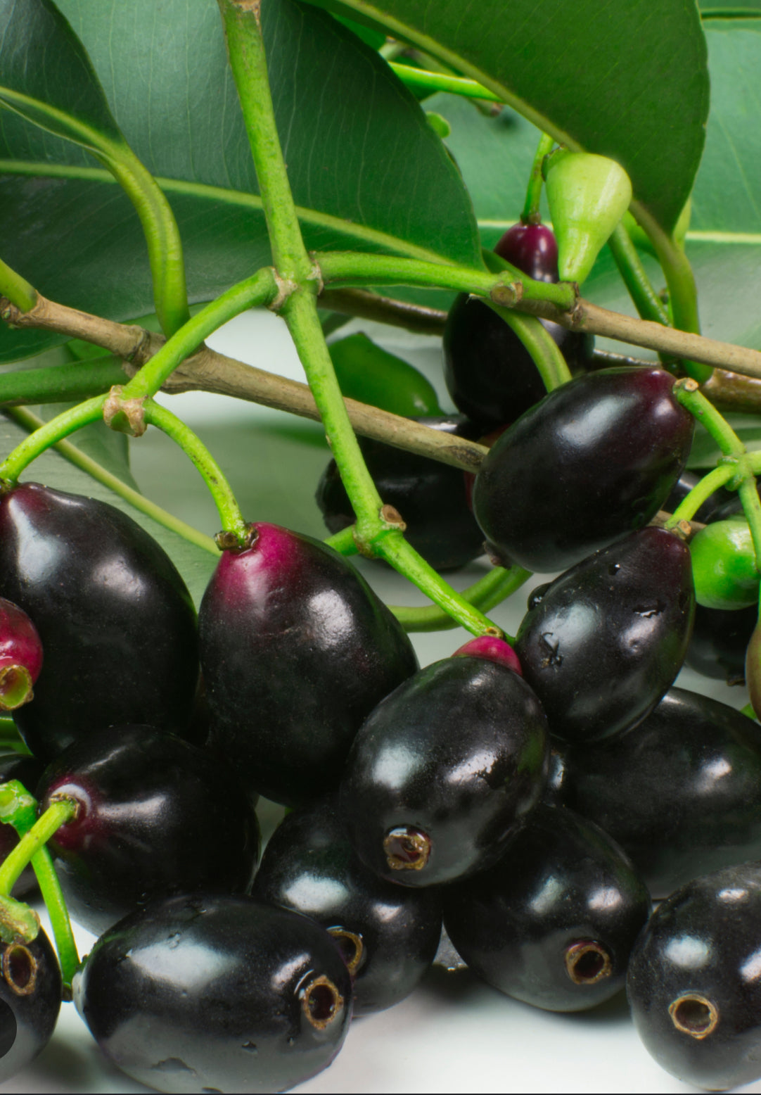 Jamun Commonly known as Java plum or Indian blackberry in English, Jamun or Jambul in Hindi, Jambufalam or Mahaphala in Sanskrit, Naavar Pazham in Tamil and Neredu in Telugu, it goes by the botanical name Syzygium cumini