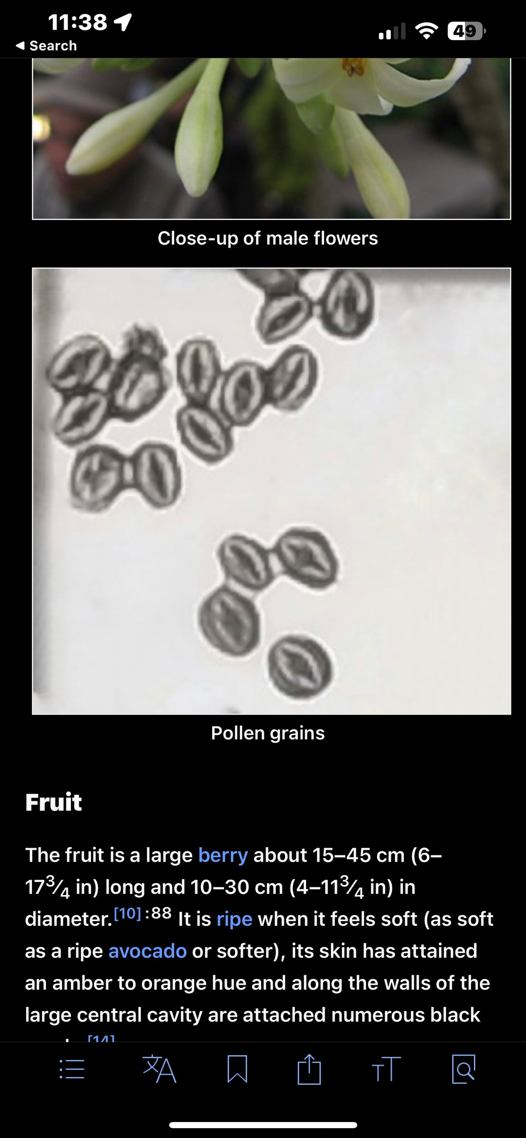 Papaya seeds qty 5
