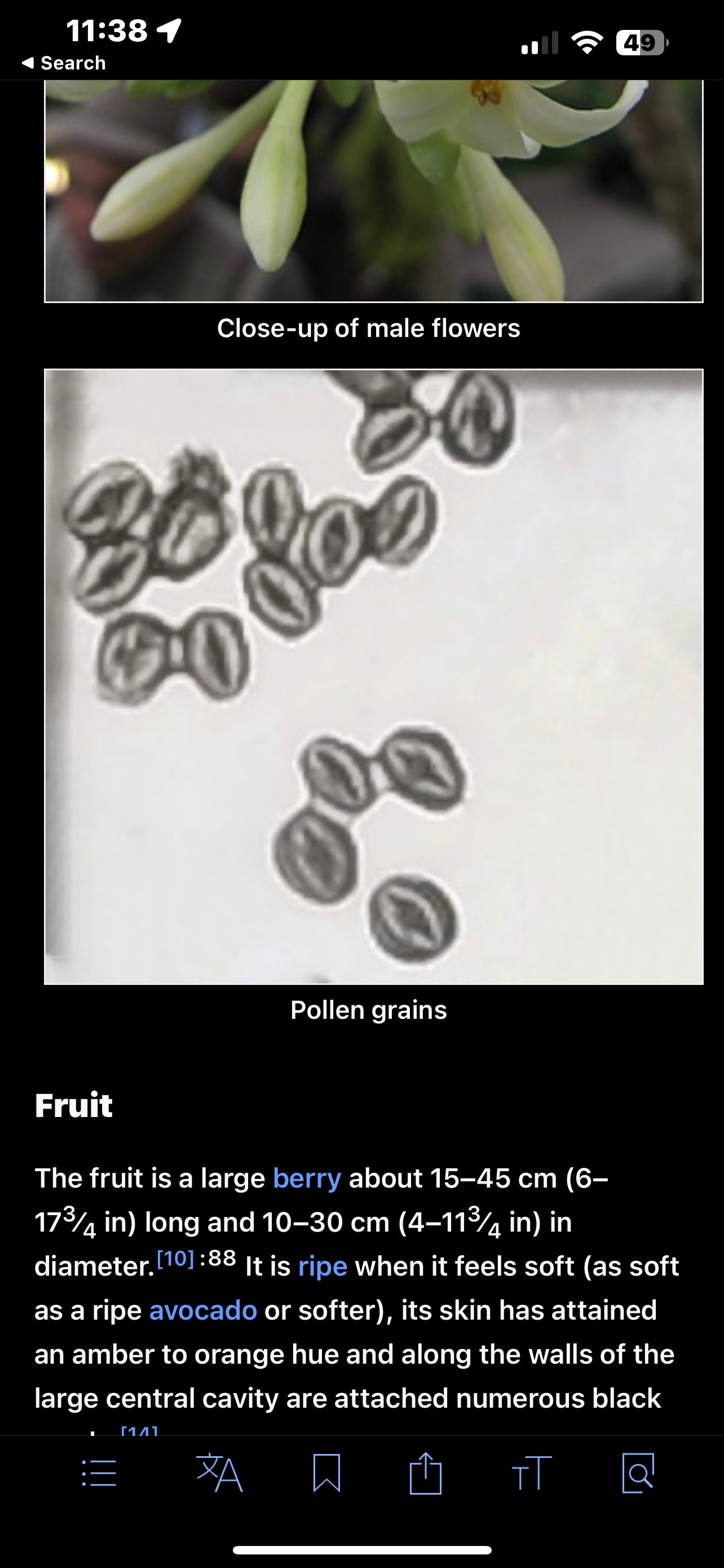 Papaya seeds qty 5