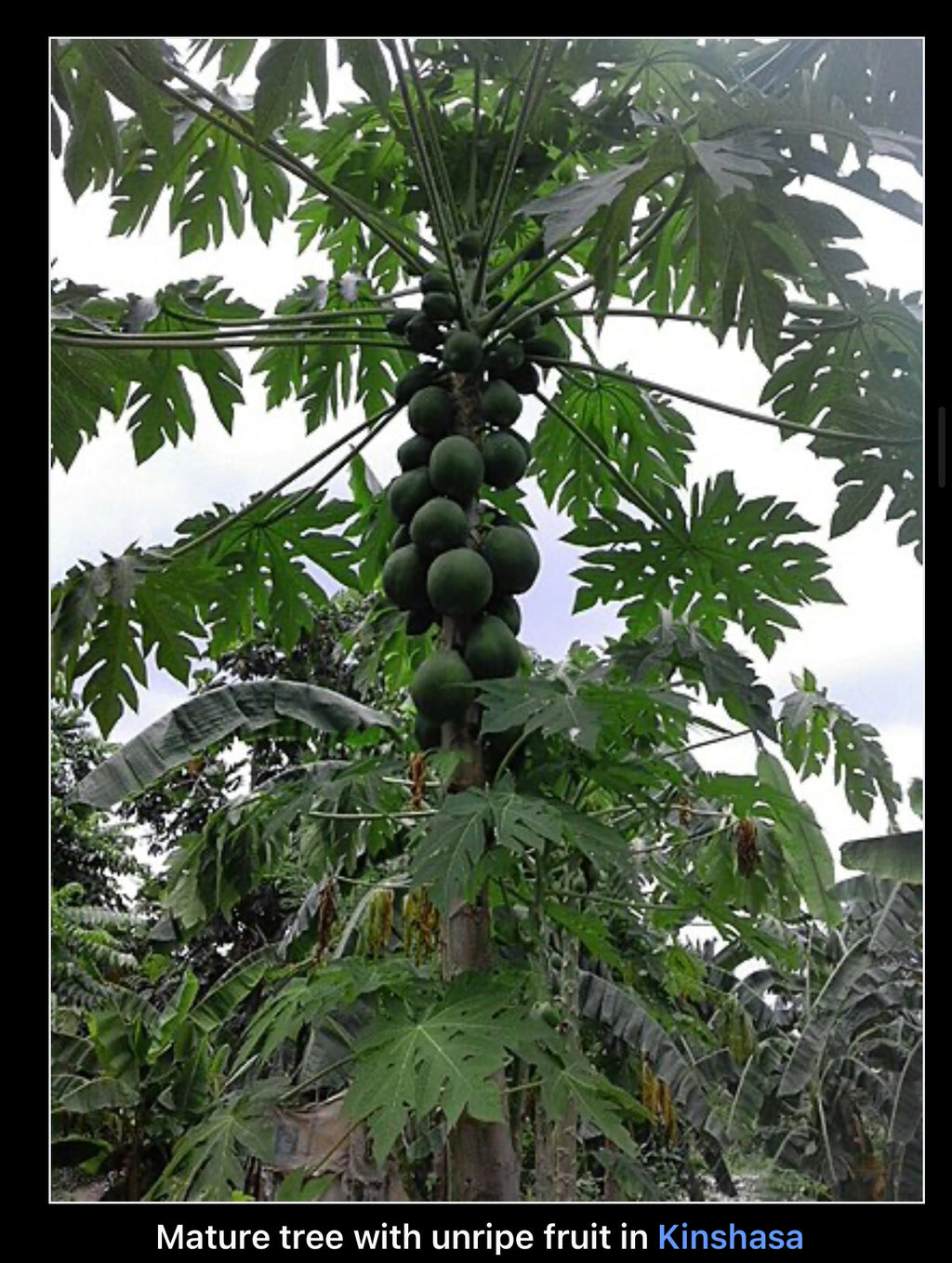 Papaya seeds qty 5