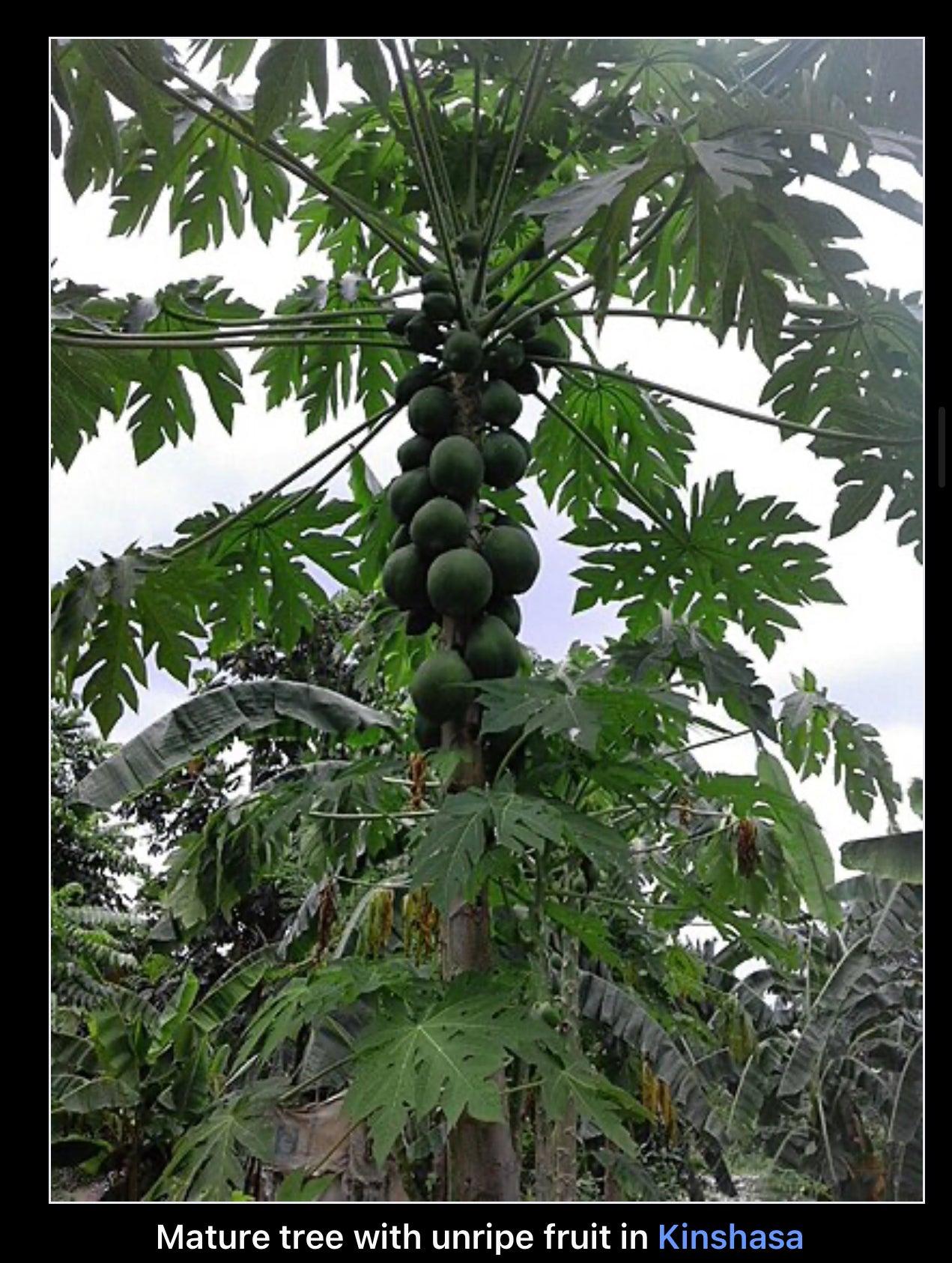 Papaya seeds qty 5