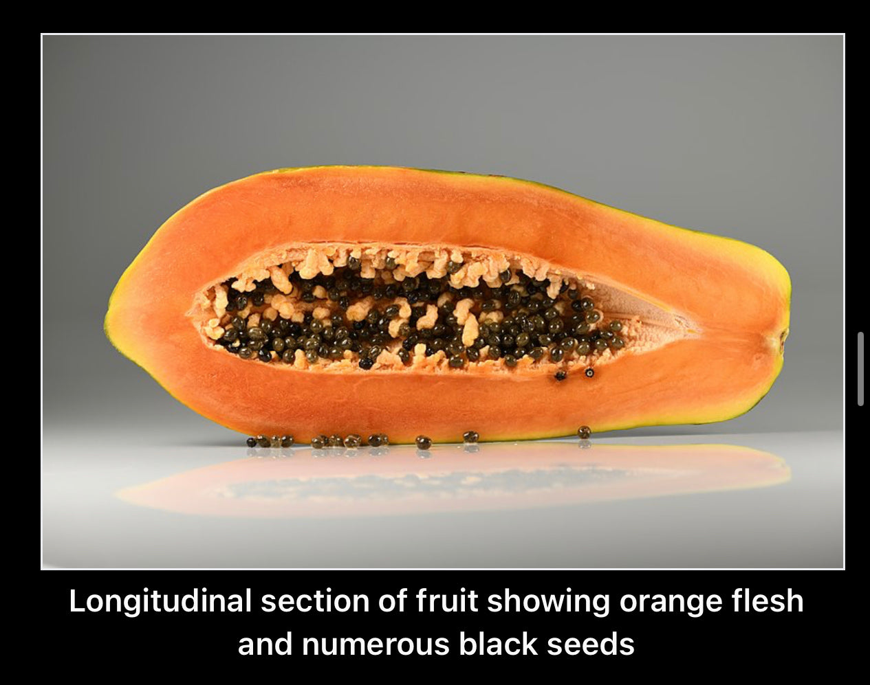 Papaya seeds qty 5