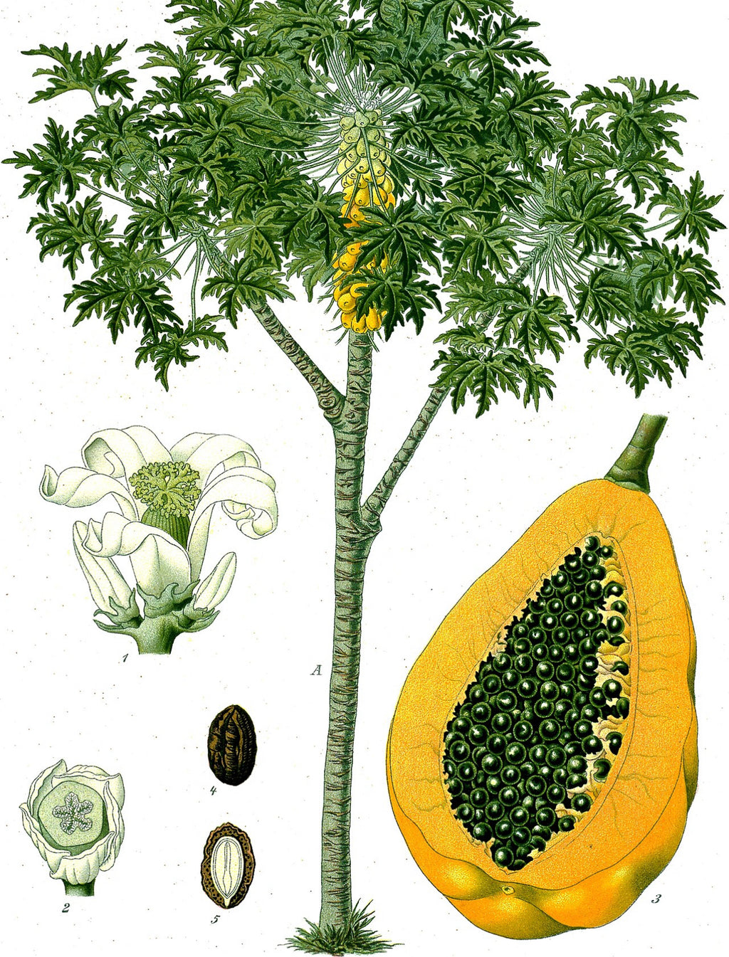 Papaya seeds qty 5