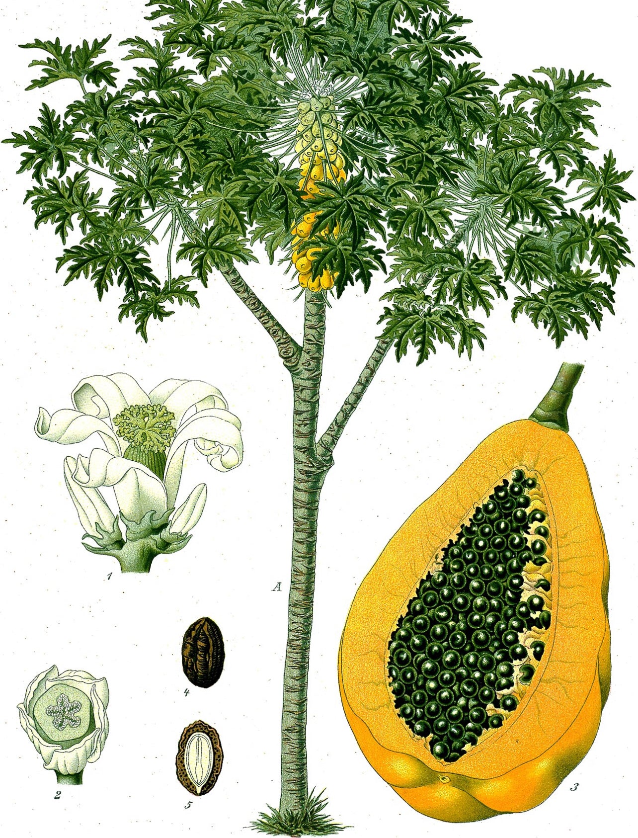 Papaya seeds qty 5