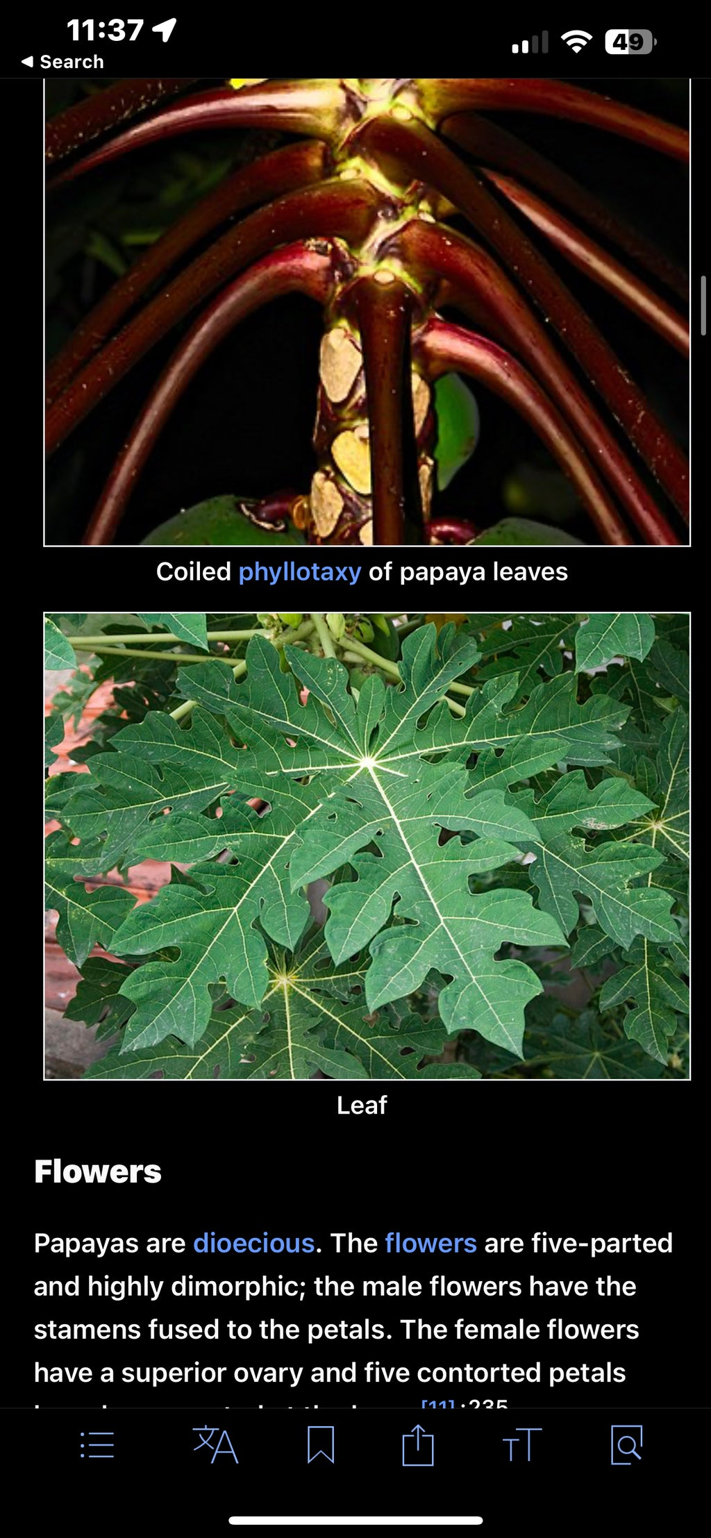 Papaya seeds qty 5