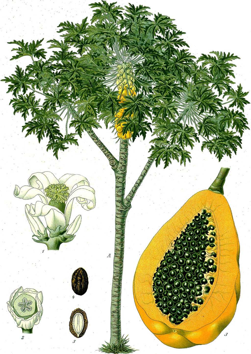 Papaya seeds qty 5