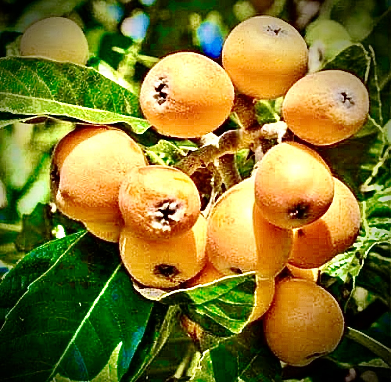 Loquat lokath japanees plum Loquat Tree (Eriobotrya Japonica), Golden Color Fruit Tree seeds