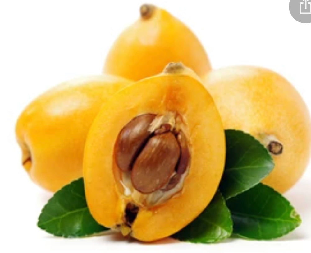 Loquat lokath japanees plum Loquat Tree (Eriobotrya Japonica), Golden Color Fruit Tree seeds