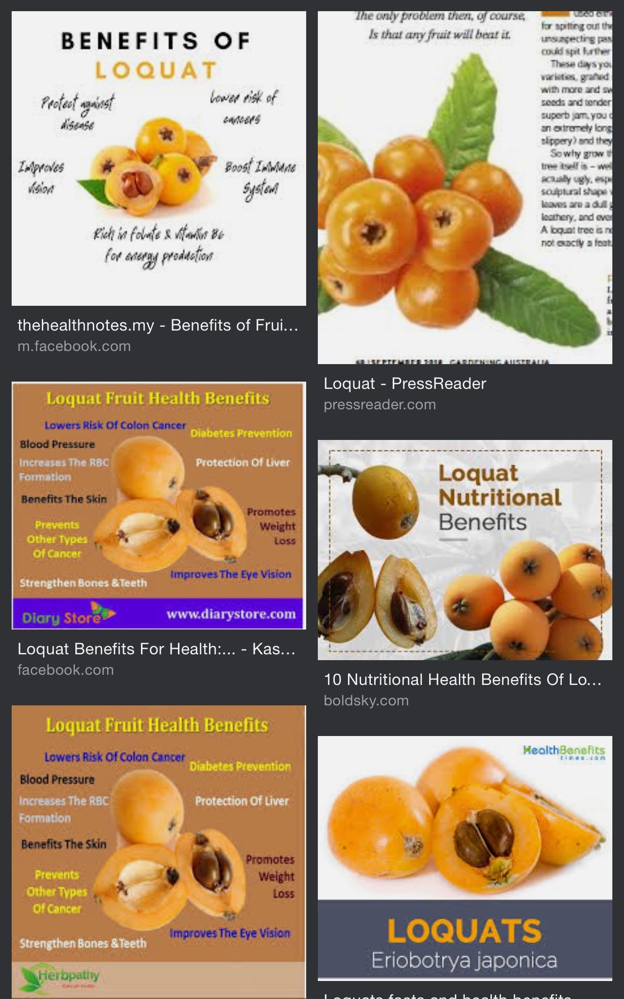 Loquat Tree (Eriobotrya Japonica), Live Tree, Japanese Plump Golden Color Fruit Tree (10-15 Inches (1 Gallon)