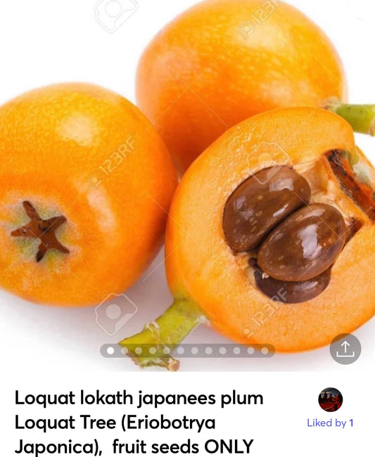 Loquat lokath japanees plum Loquat Tree (Eriobotrya Japonica), Golden Color Fruit Tree seeds