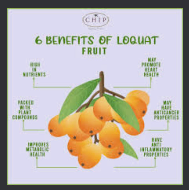 Loquat lokath japanees plum Loquat Tree (Eriobotrya Japonica), Golden Color Fruit Tree seeds