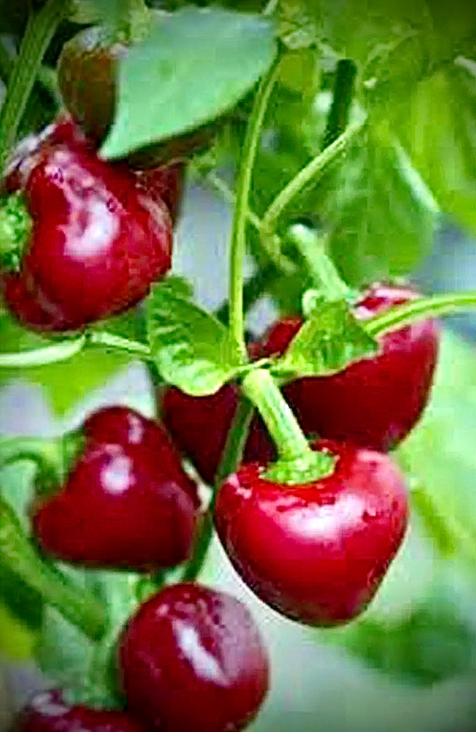 25 SWEET RED BING CHERRY SEEDS California USA Organic NON-GMO