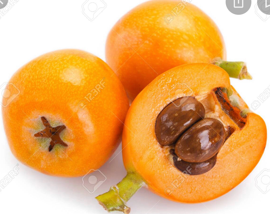 Loquat lokath japanees plum Loquat Tree (Eriobotrya Japonica), Golden Color Fruit Tree seeds