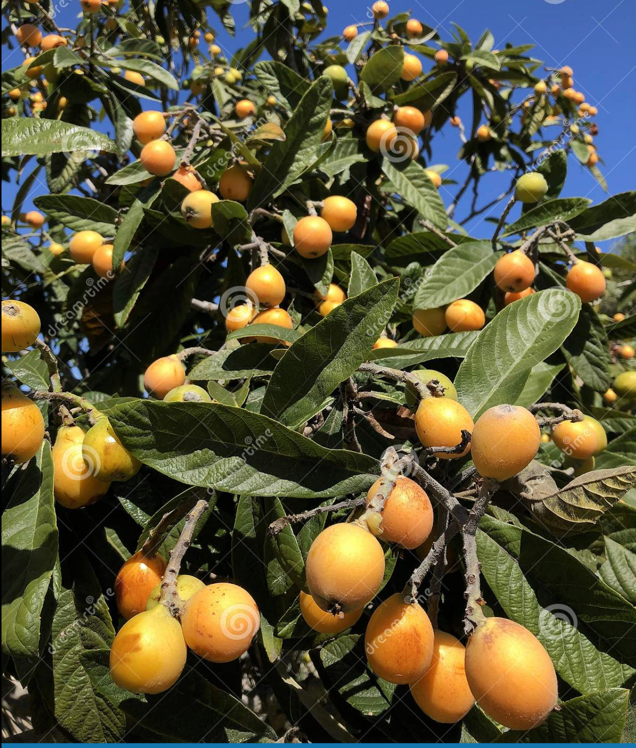 Loquat Tree (Eriobotrya Japonica), Live Tree, Japanese Plump Golden Color Fruit Tree (10-15 Inches (1 Gallon)