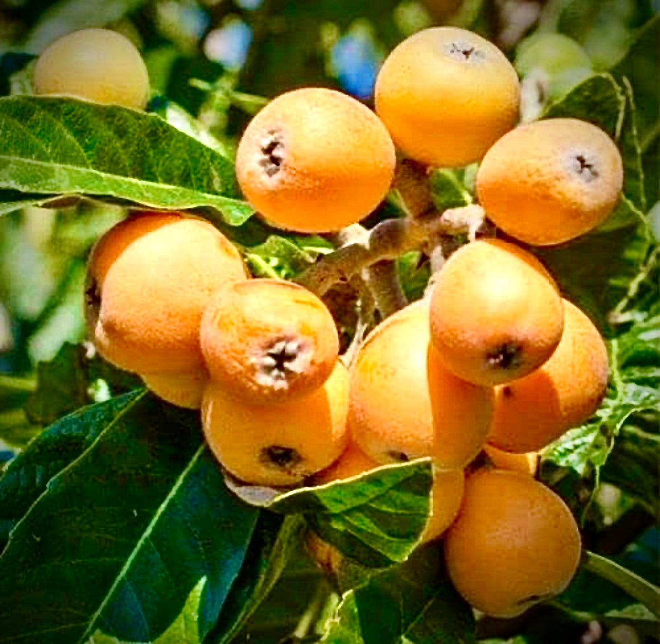 Loquat lokath japanees plum Loquat Tree (Eriobotrya Japonica), Golden Color Fruit Tree seeds