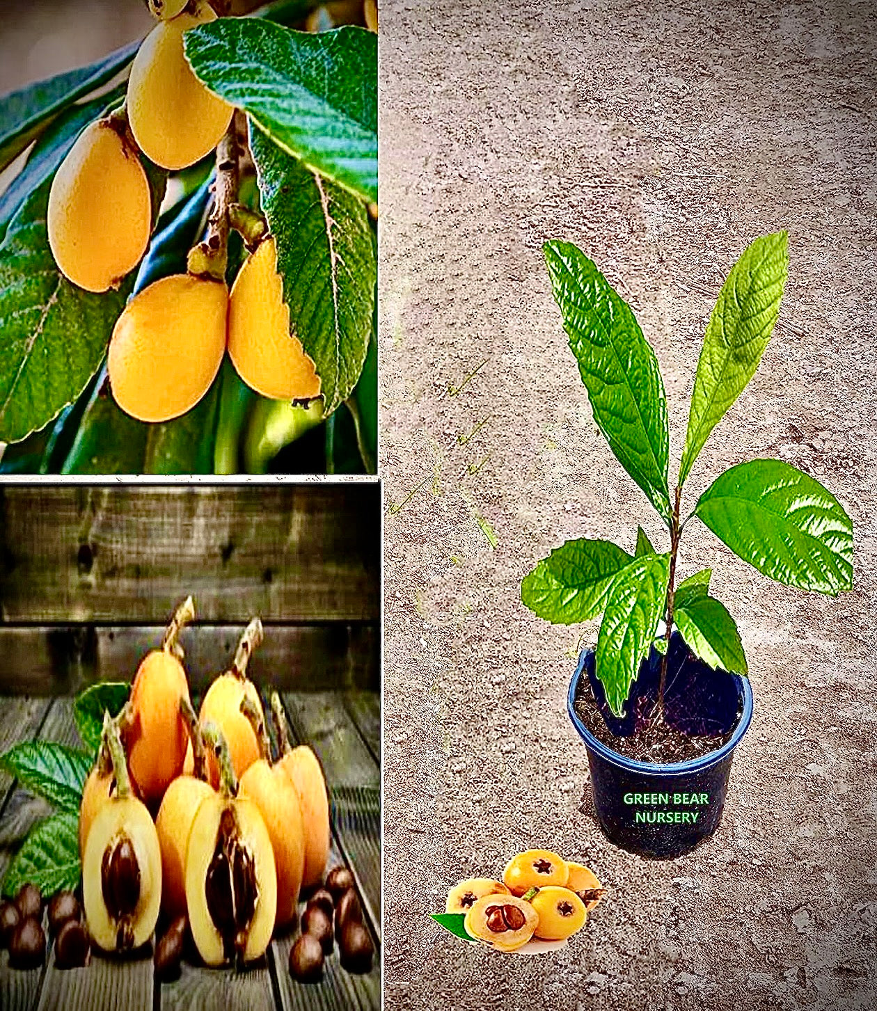 Loquat Tree (Eriobotrya Japonica), Live Tree, Japanese Plump Golden Color Fruit Tree (10-15 Inches (1 Gallon)