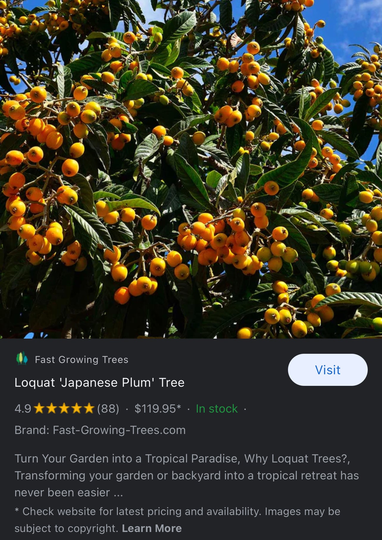 Loquat lokath japanees plum Loquat Tree (Eriobotrya Japonica), Golden Color Fruit Tree seeds