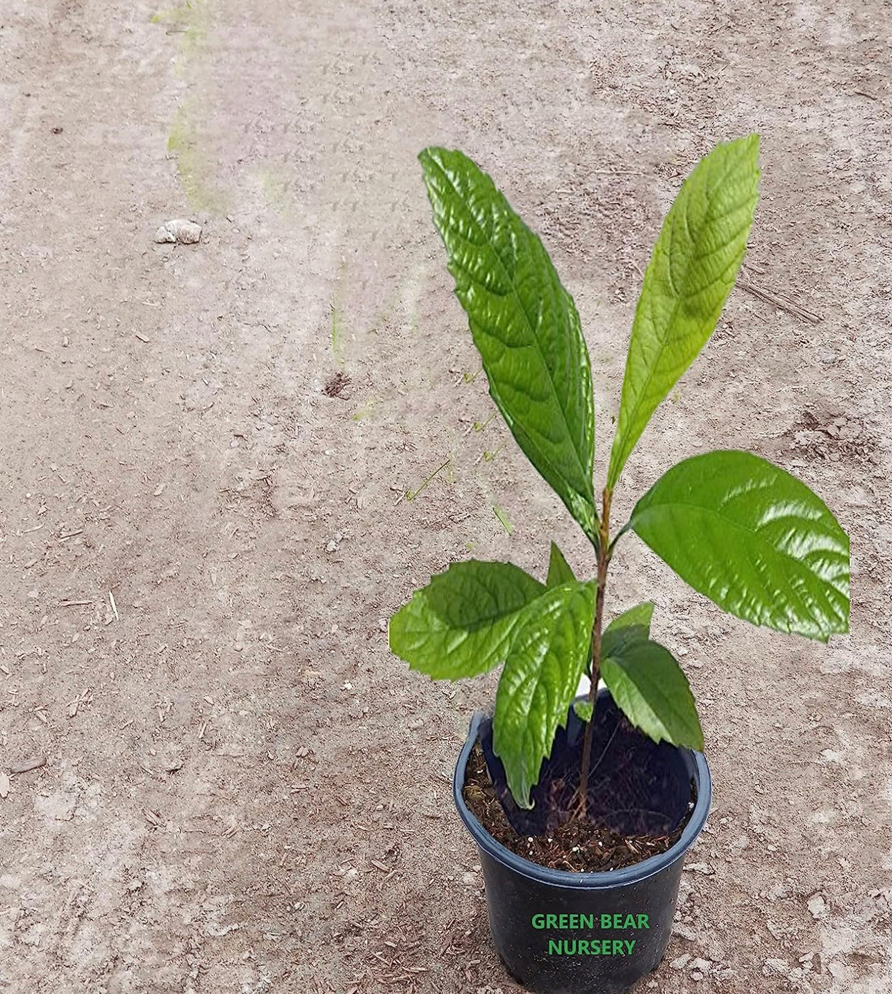 Loquat Tree (Eriobotrya Japonica), Live Tree, Japanese Plump Golden Color Fruit Tree (10-15 Inches (1 Gallon)