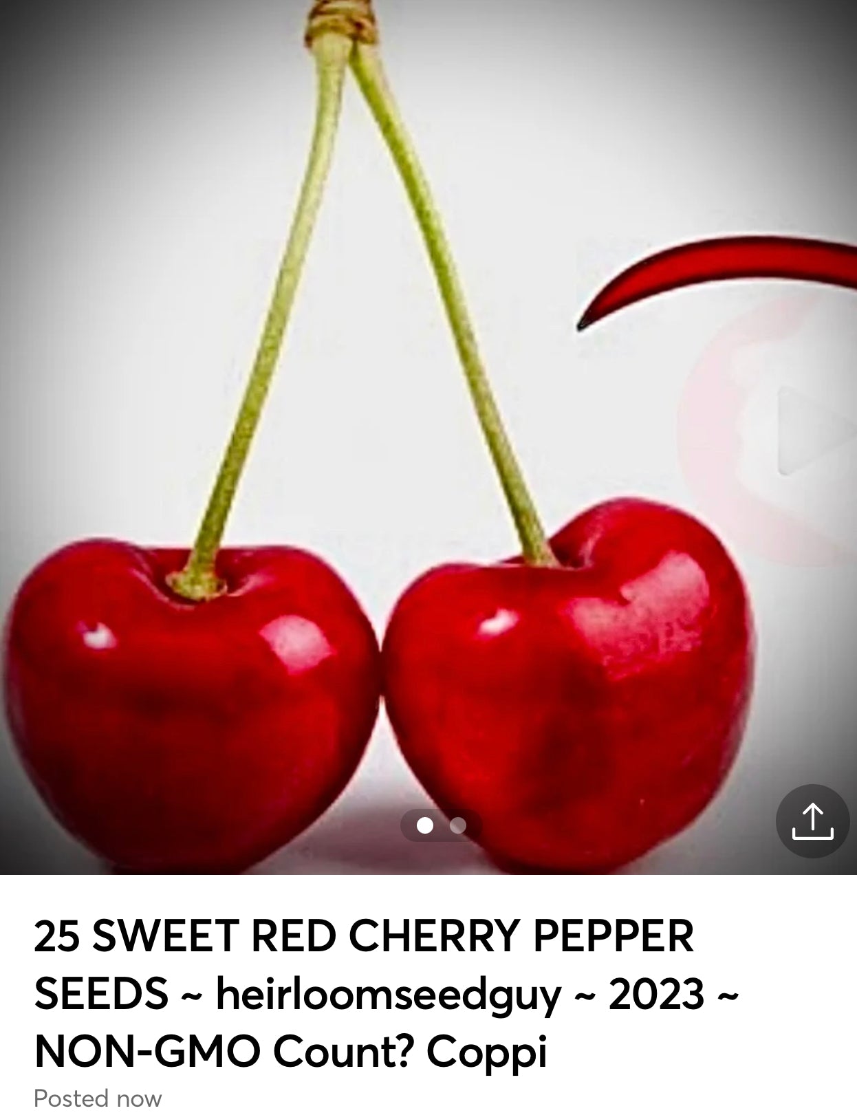 25 SWEET RED BING CHERRY SEEDS California USA Organic NON-GMO