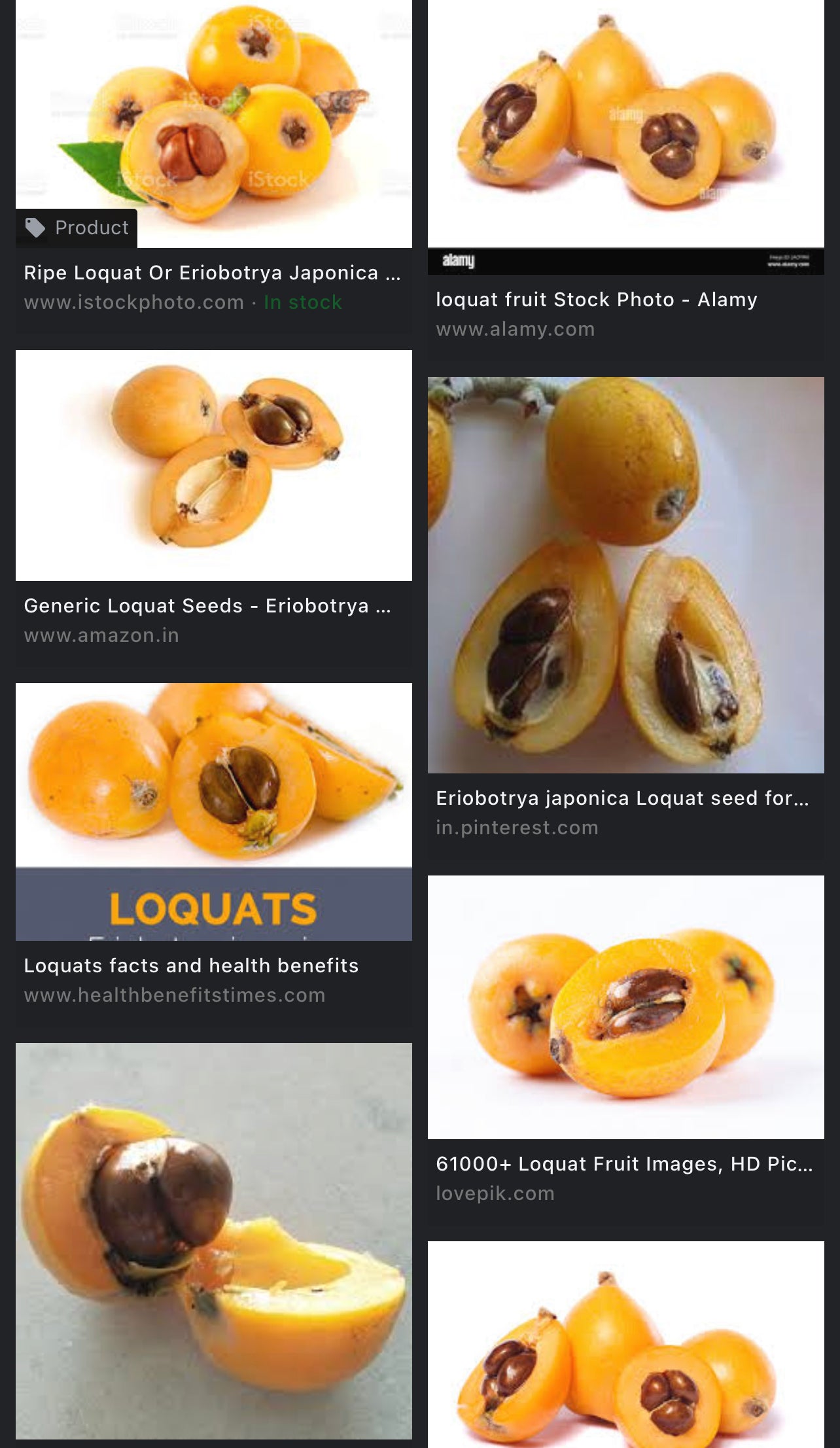 Loquat lokath japanees plum Loquat Tree (Eriobotrya Japonica), Golden Color Fruit Tree seeds