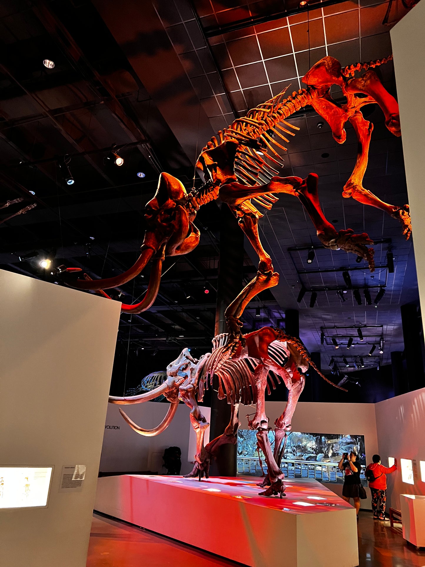 Enjoy a trip to Dinosaurs Exbition at  Houston Texas  Museum of Natural Sciences