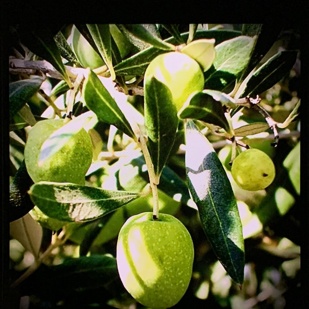 Inv Arbequina Green Olive 🫒 O Pit To Grow Your Own Plant, Tree Excellent For Health