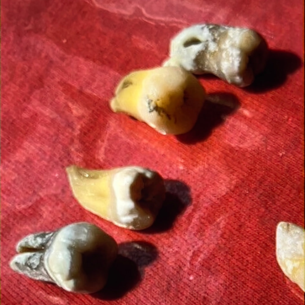 Approximately 474 Natural Teth In A Jar Molars Premolars Incisors For Research Practice OpRCT Ebay Inv