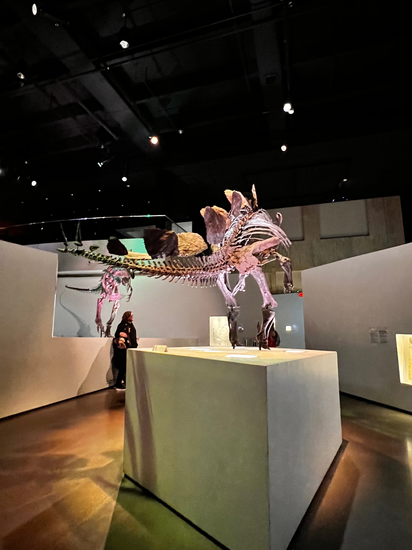 Enjoy a trip to Dinosaurs Exbition at  Houston Texas  Museum of Natural Sciences