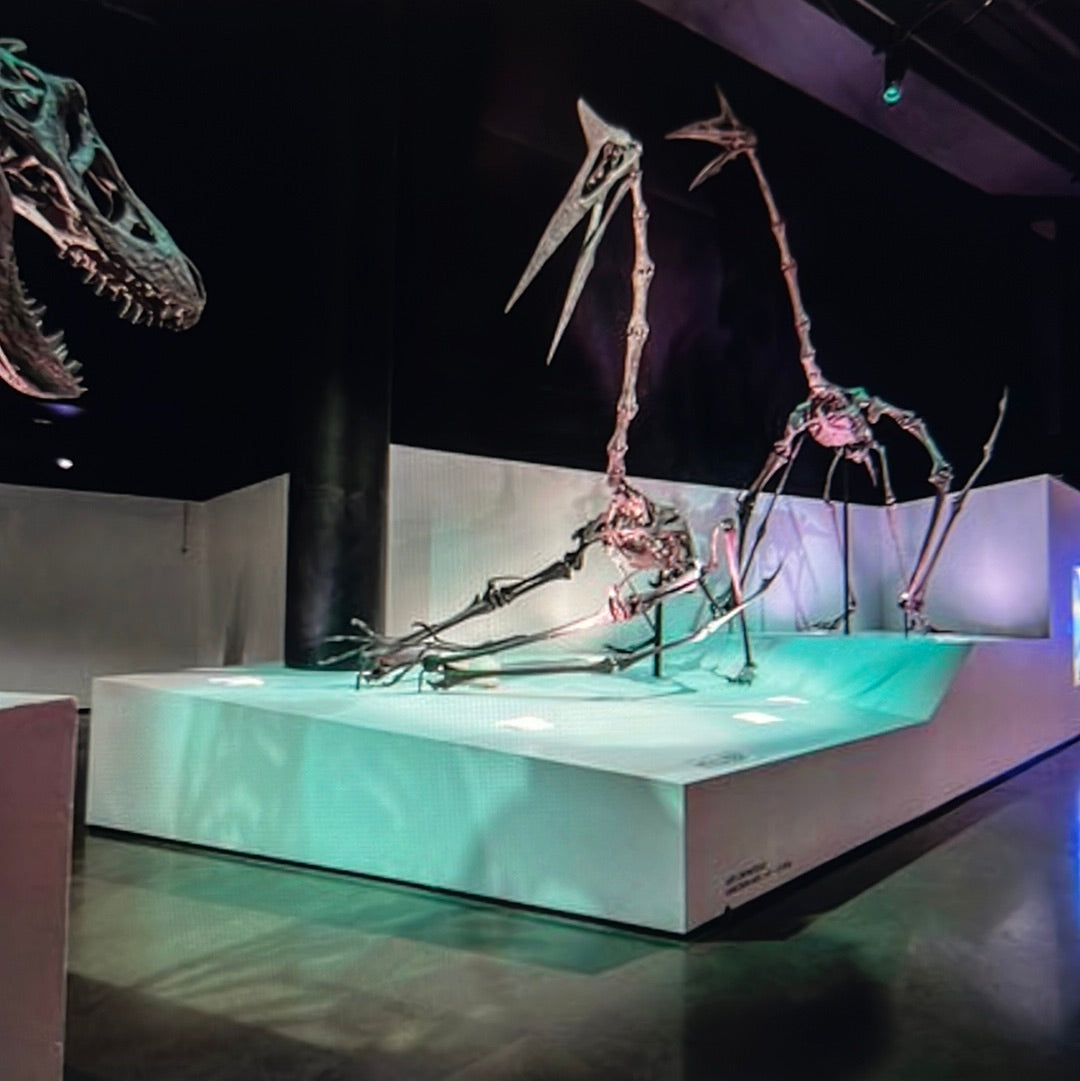 Enjoy a trip to Dinosaurs Exbition at  Houston Texas  Museum of Natural Sciences