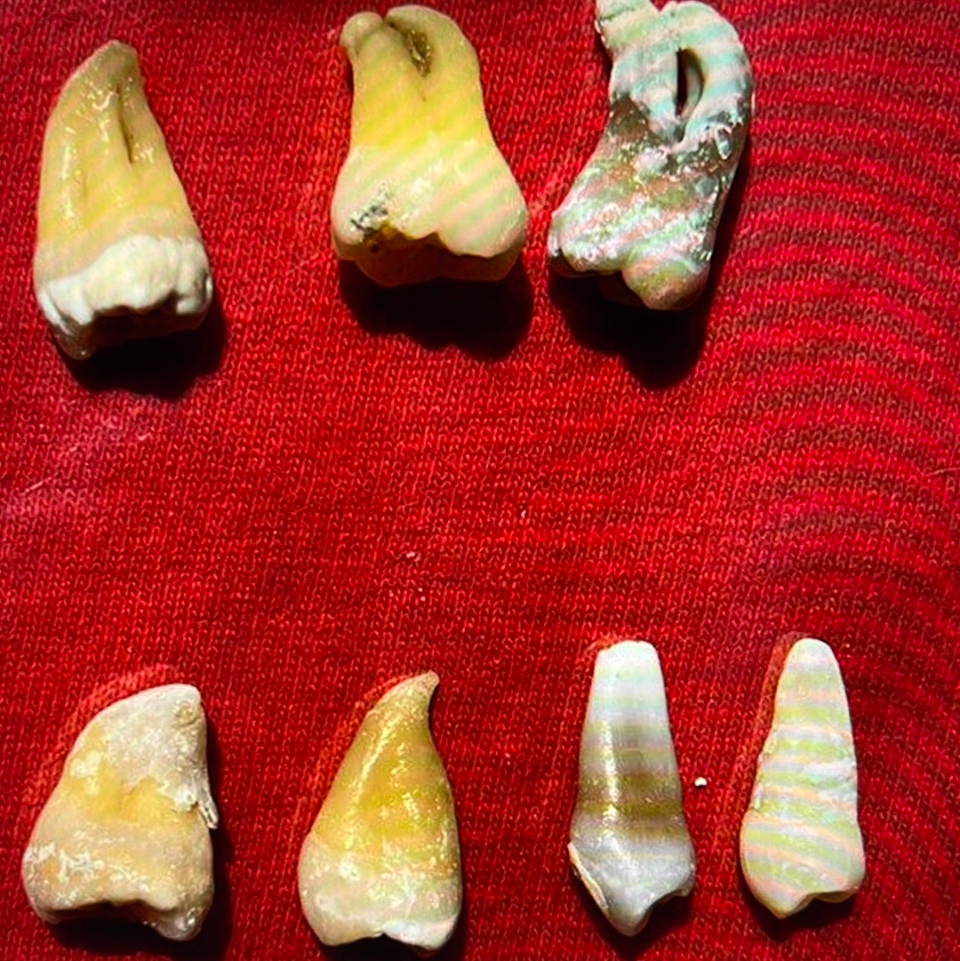 Approximately 474 Natural Teth In A Jar Molars Premolars Incisors For Research Practice OpRCT Ebay Inv