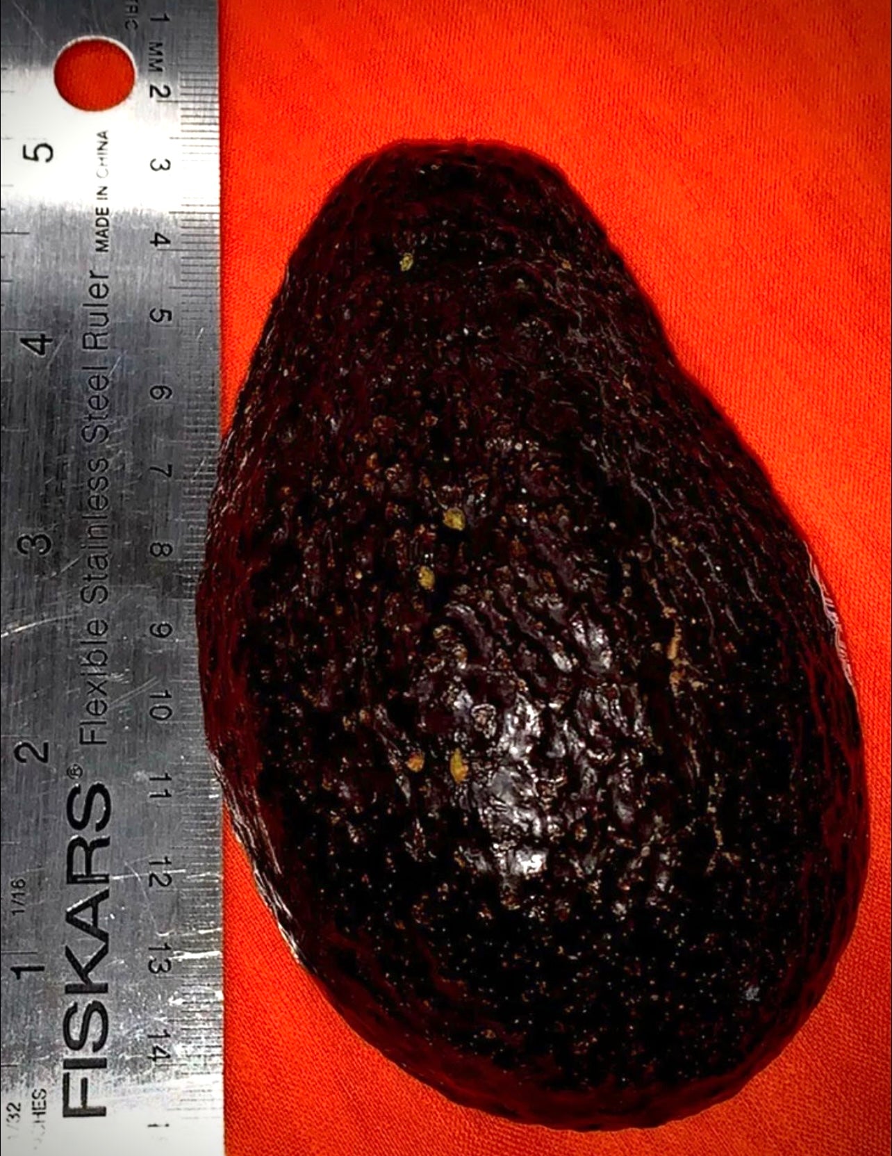 Avocado green Seed ONLY