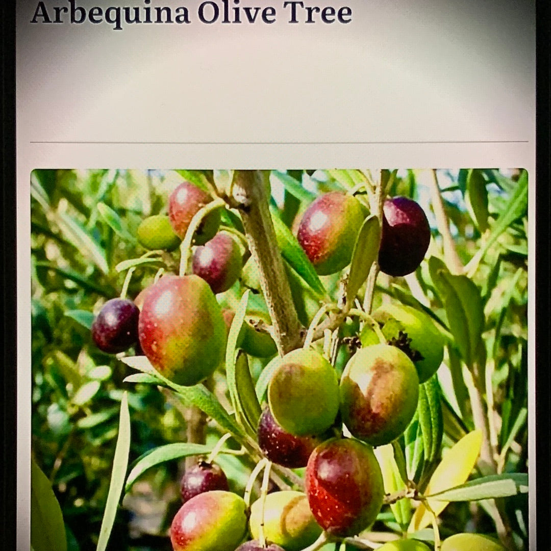 Inv Arbequina Green Olive 🫒 O Pit To Grow Your Own Plant, Tree Excellent For Health