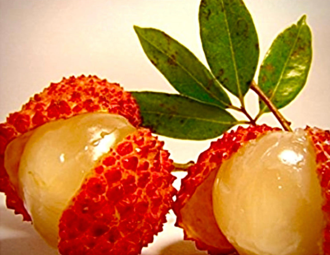 RAMBUTAN ORIENTAL LYCHEE SEED ONLY