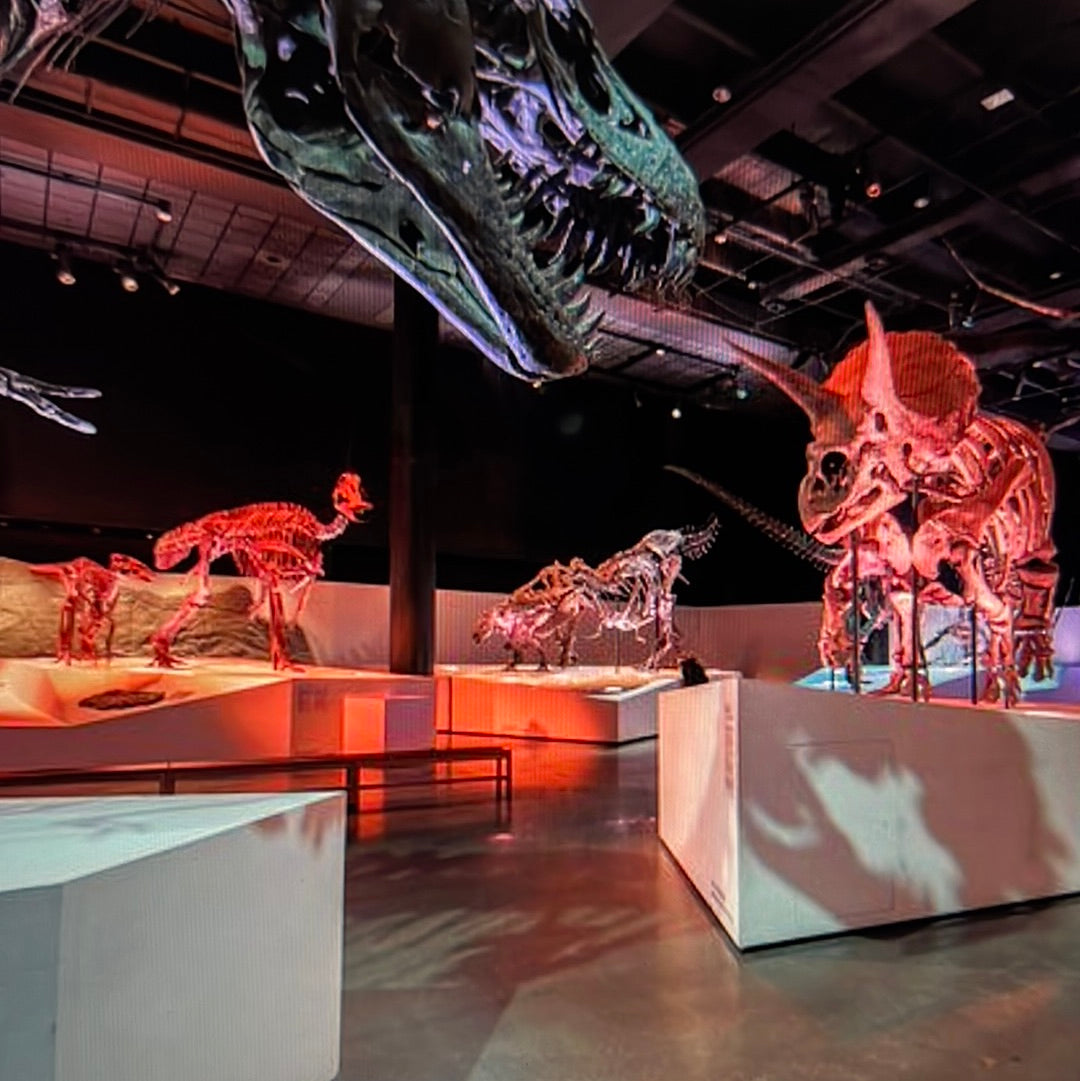 Enjoy a trip to Dinosaurs Exbition at  Houston Texas  Museum of Natural Sciences