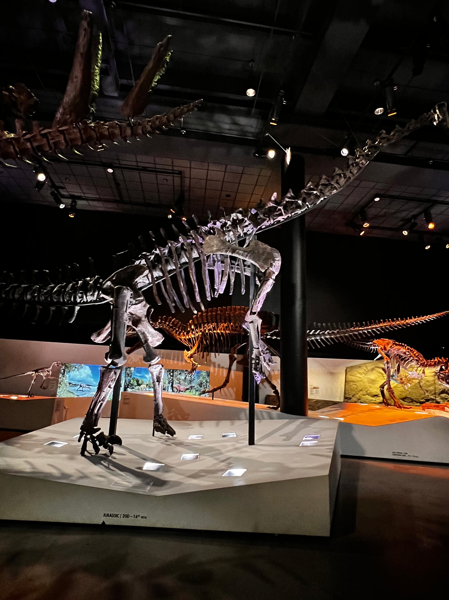 Enjoy a trip to Dinosaurs Exbition at  Houston Texas  Museum of Natural Sciences