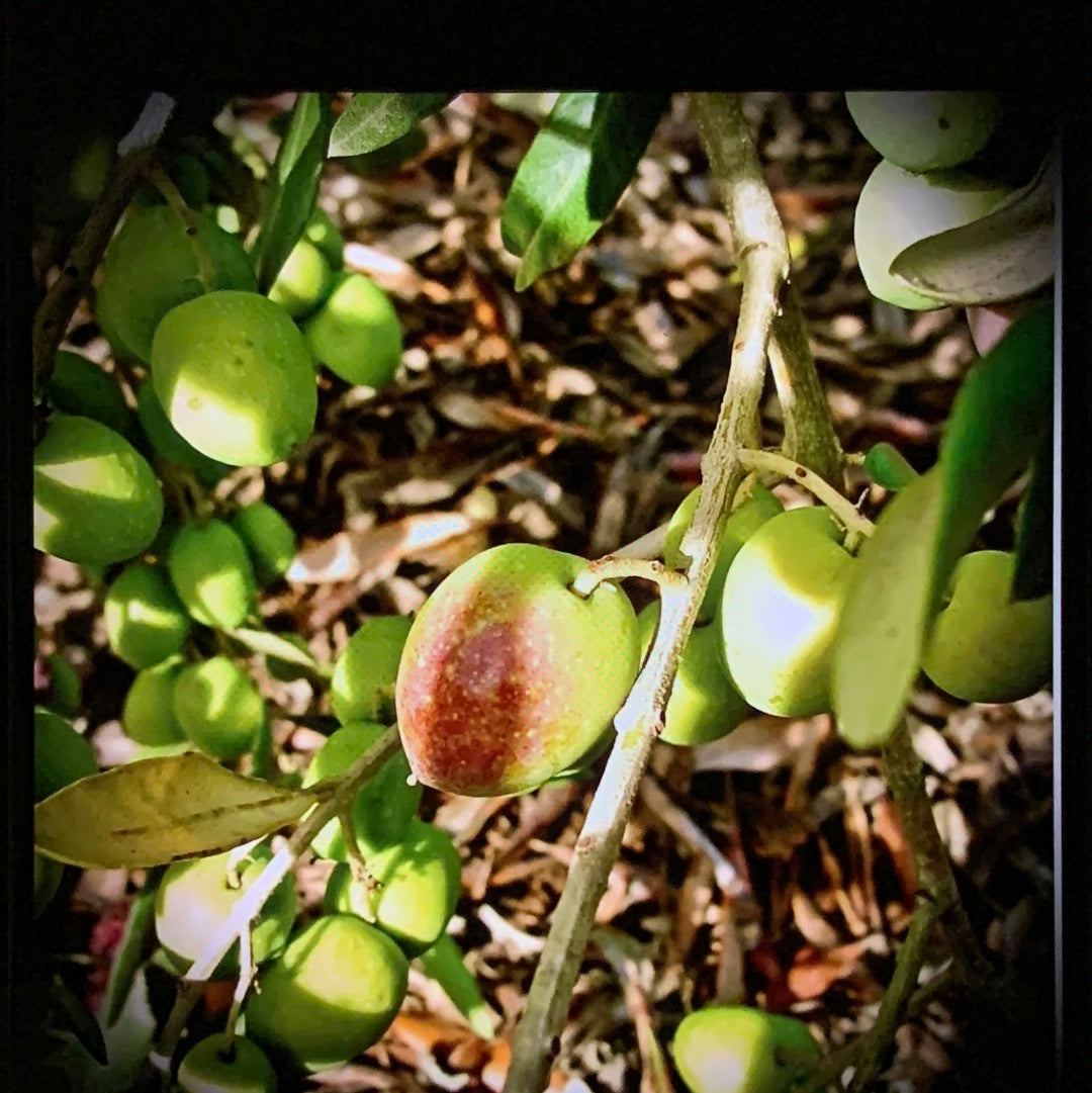 Inv Arbequina Green Olive 🫒 O Pit To Grow Your Own Plant, Tree Excellent For Health