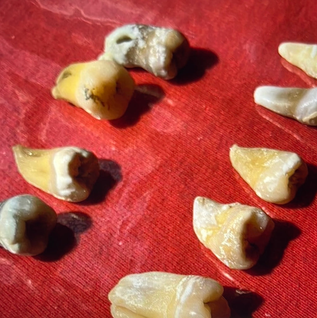 Approximately 474 Natural Teth In A Jar Molars Premolars Incisors For Research Practice OpRCT Ebay Inv