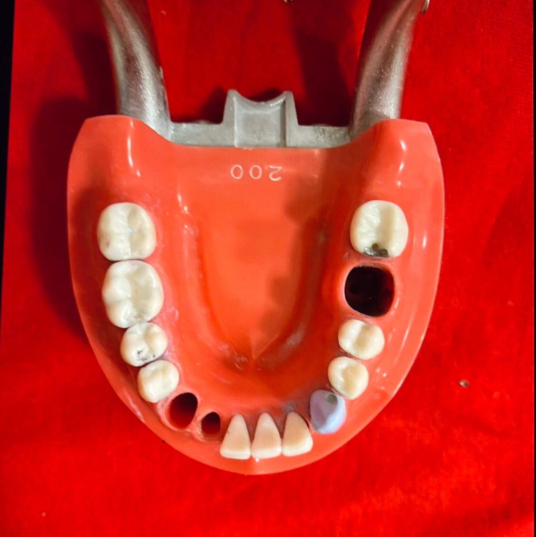 USED original KILGORE NISSIN Hard Gum 28 Teeth For Operative Crown & bridge