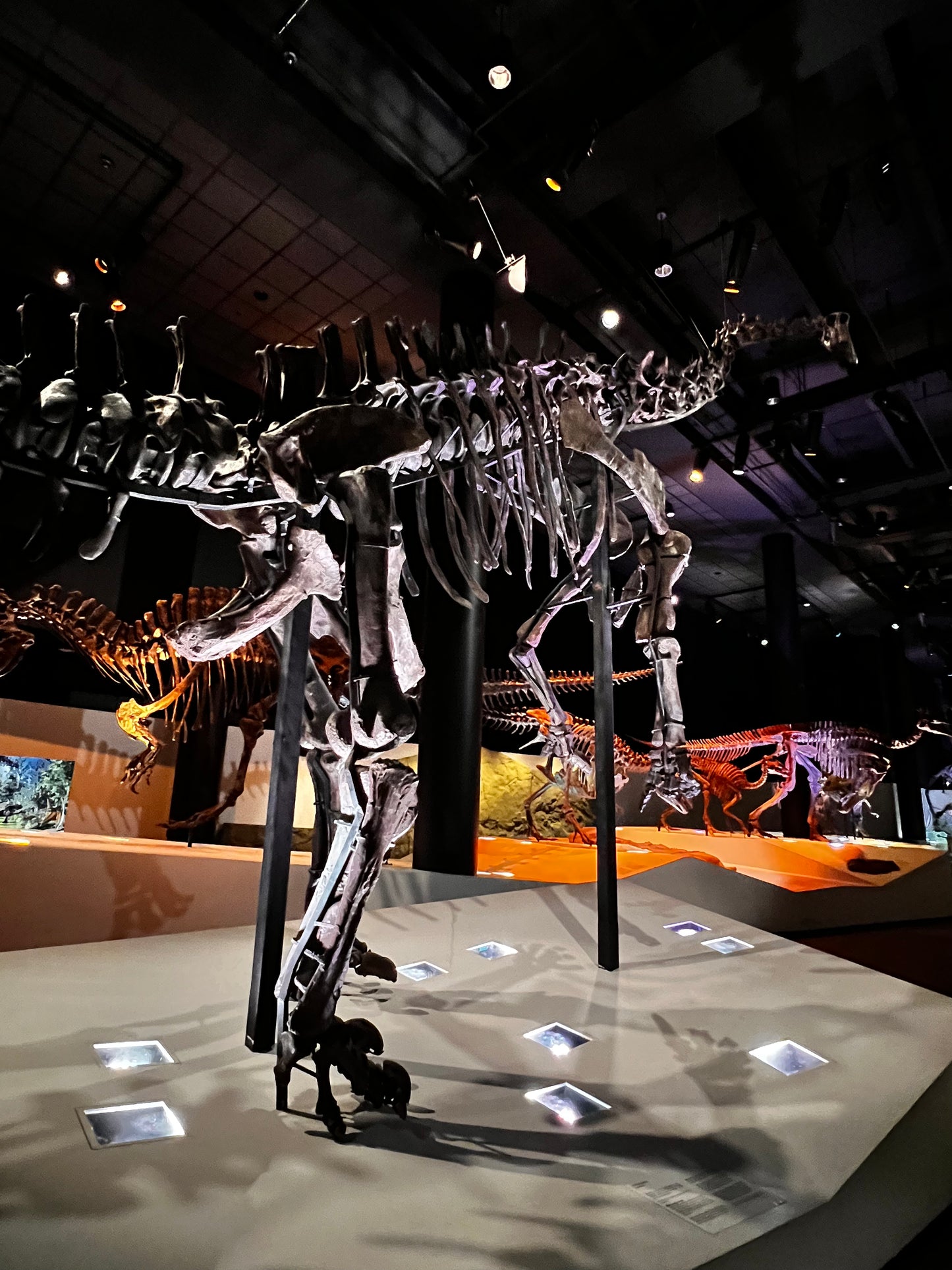 Enjoy a trip to Dinosaurs Exbition at  Houston Texas  Museum of Natural Sciences