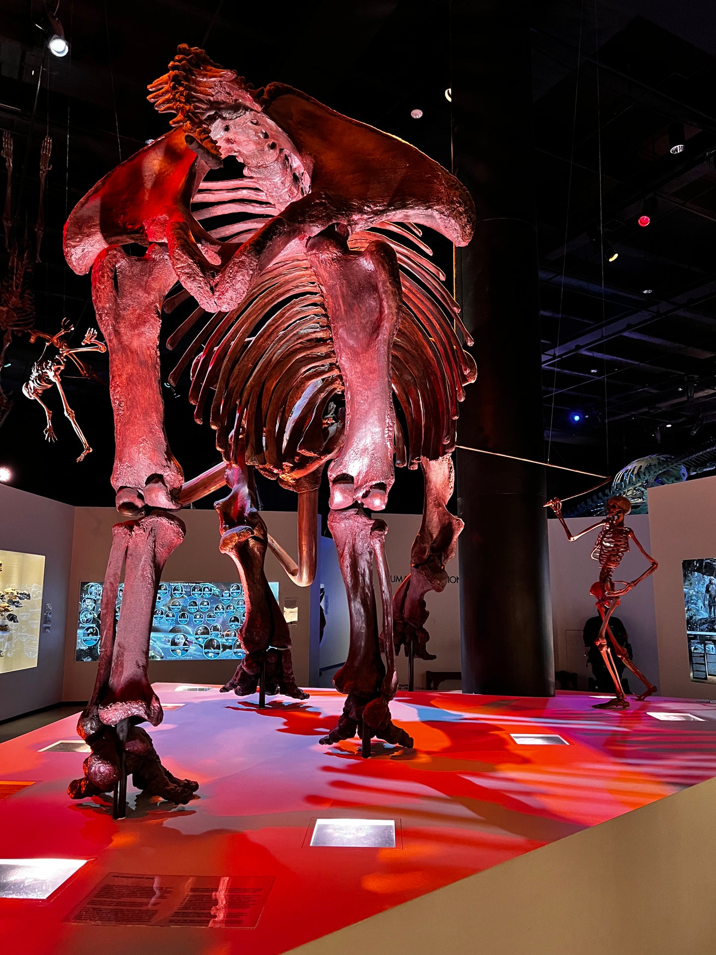 Enjoy a trip to Dinosaurs Exbition at  Houston Texas  Museum of Natural Sciences