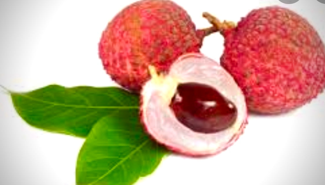 RAMBUTAN ORIENTAL LYCHEE SEED ONLY