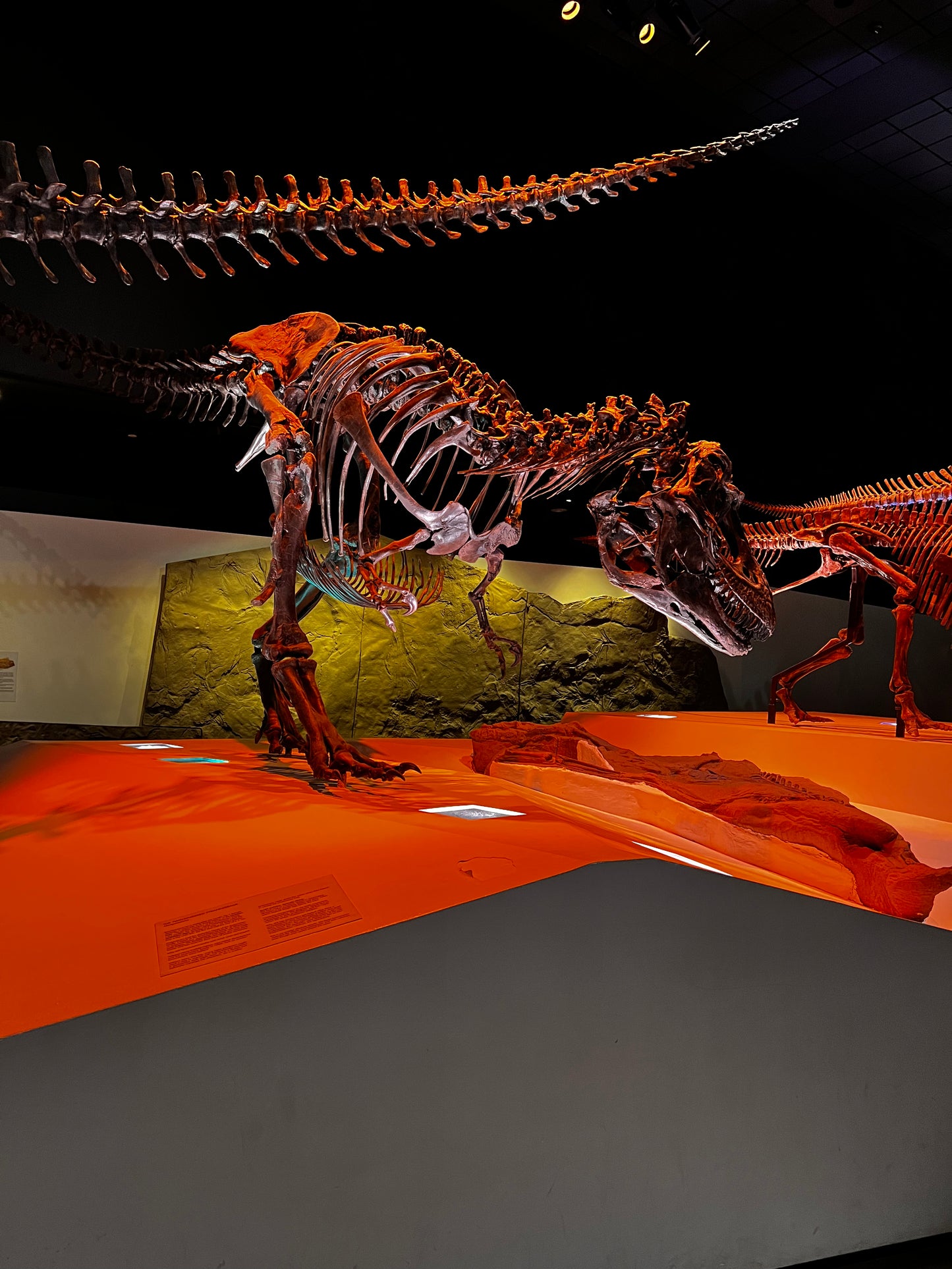 Enjoy a trip to Dinosaurs Exbition at  Houston Texas  Museum of Natural Sciences