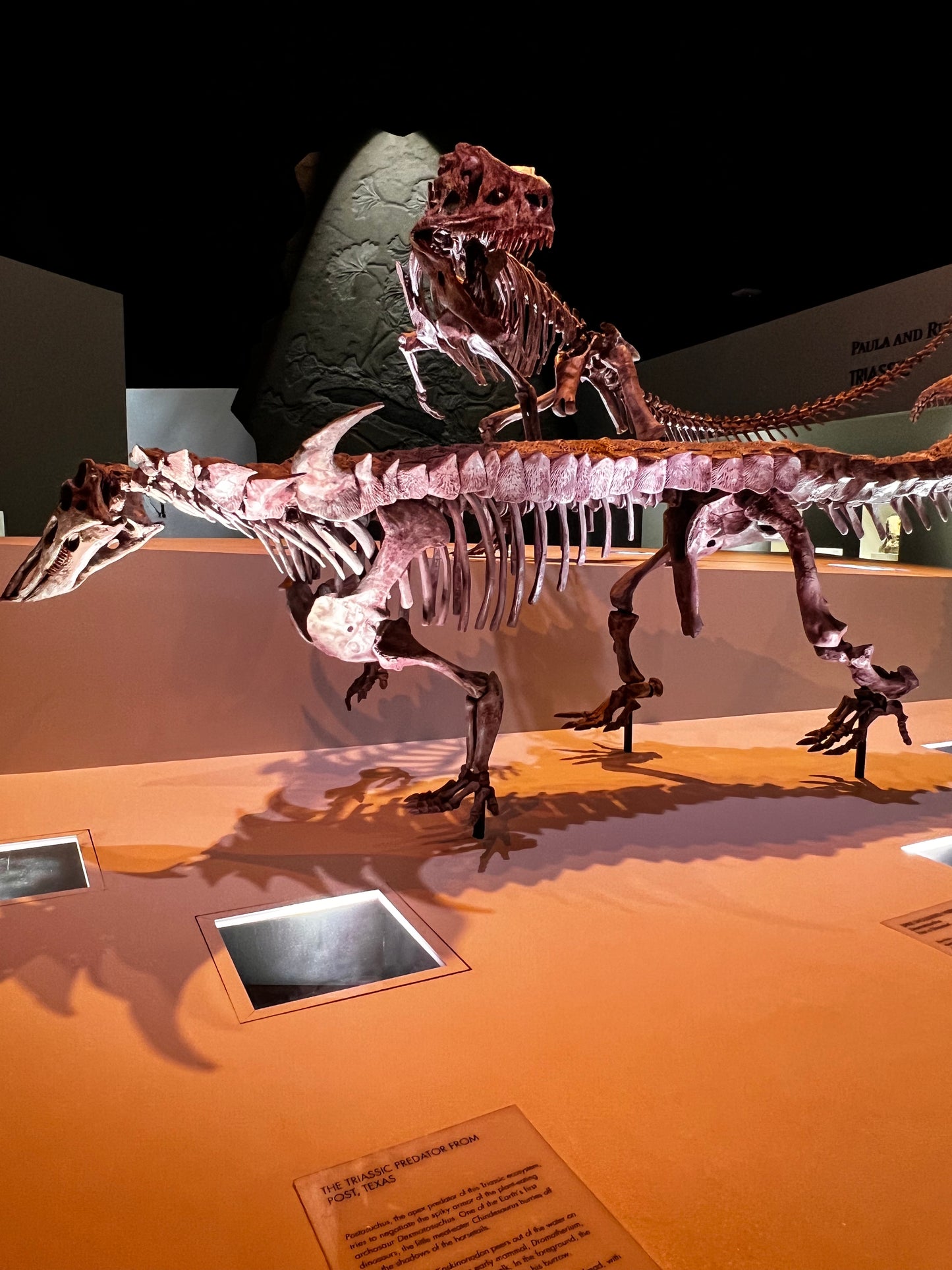 Enjoy a trip to Dinosaurs Exbition at  Houston Texas  Museum of Natural Sciences