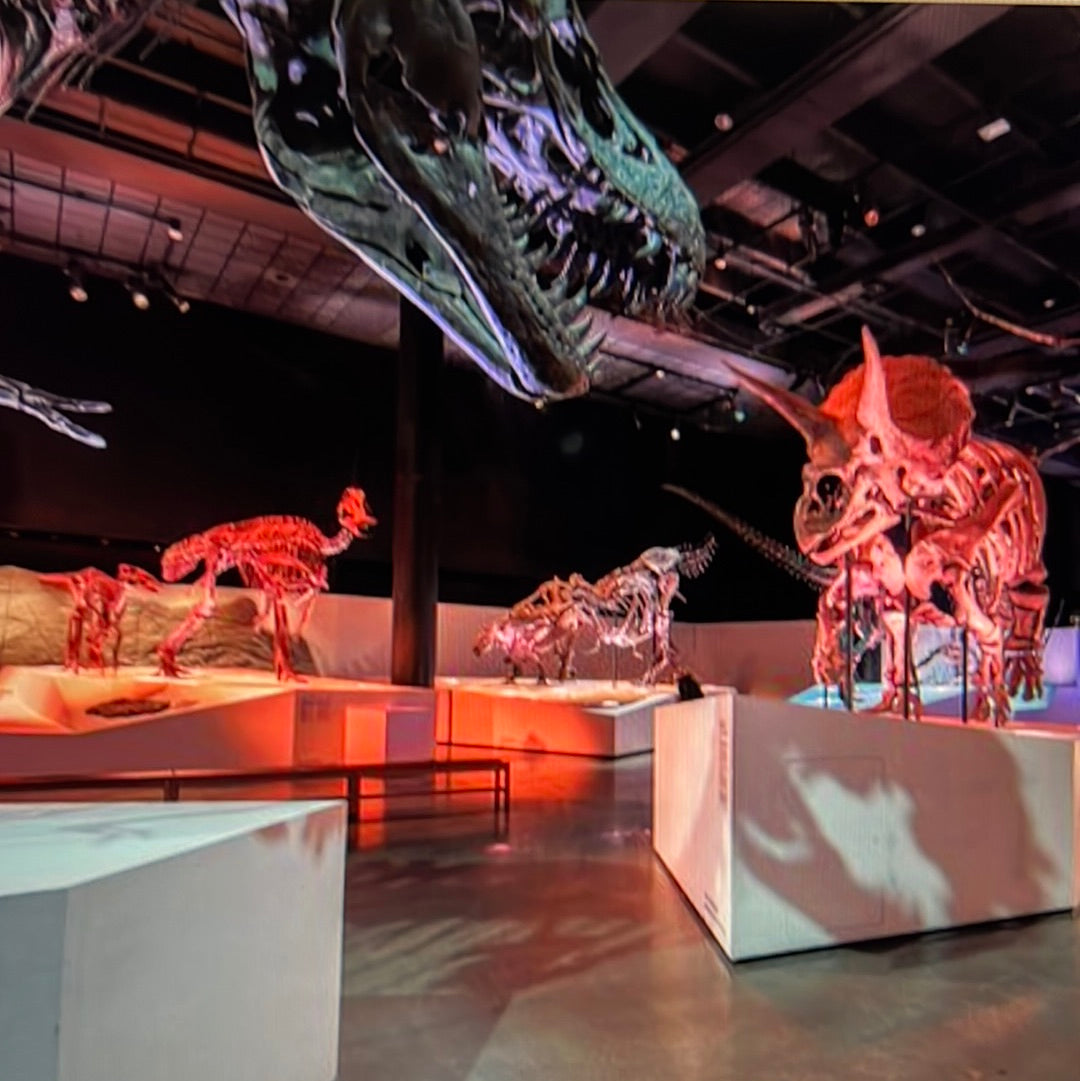 Enjoy a trip to Dinosaurs Exbition at  Houston Texas  Museum of Natural Sciences